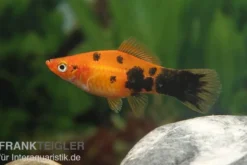 Schwertträger Marmor orange, Xiphophorus helleri, Zufällig ausgewählt