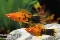 Schwertträger Marmor orange, Xiphophorus helleri, Zufällig ausgewählt