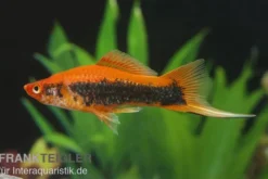 Schwertträger Orange Tuxedo, Xiphophorus helleri, Zufällig ausgewählt