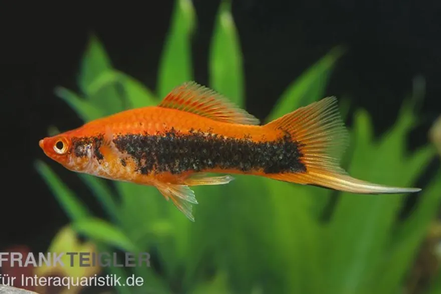 Schwertträger Orange Tuxedo, Xiphophorus helleri, Zufällig ausgewählt