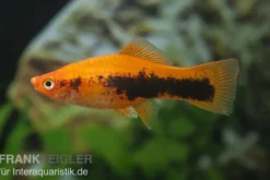 Schwertträger Orange Tuxedo, Xiphophorus helleri, Zufällig ausgewählt