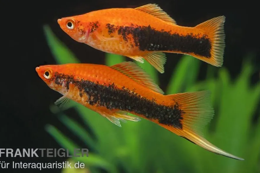 Schwertträger Orange Tuxedo, Xiphophorus helleri, Zufällig ausgewählt