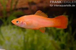 Schwertträger pink, Xiphophorus helleri