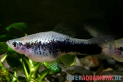 Schwertträger "Tuxedo blau", Xiphophorus helleri, Zufällig ausgewählt