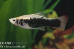 Schwertträger Tuxedo weiss, Xiphophorus helleri, Zufällig ausgewählt