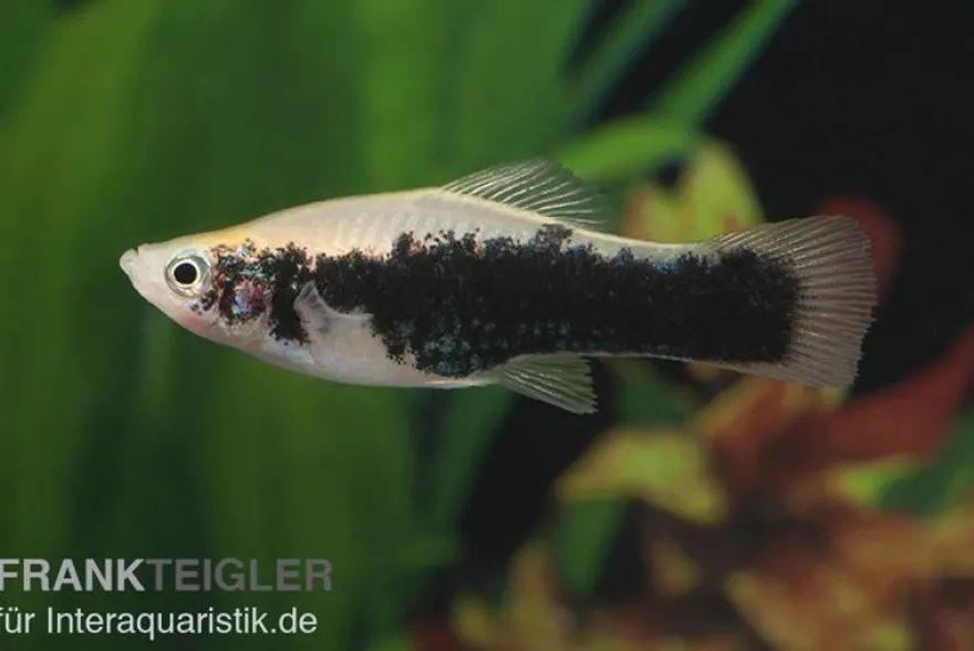 Schwertträger Tuxedo weiss, Xiphophorus helleri, Zufällig ausgewählt