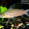 Schwielen-Torpedowels, Dianema longibarbis