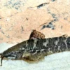Schwielenwels, Megalechis picta