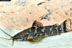 Schwielenwels, Megalechis picta