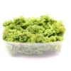 Schwimmfarn, Azolla filiculoides, im Becher