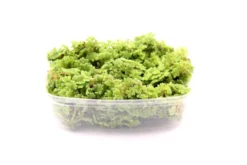 Schwimmfarn, Azolla filiculoides, im Becher