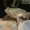 Schwimmfrosch, Occidozyga lima