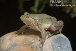 Schwimmfrosch, Occidozyga lima
