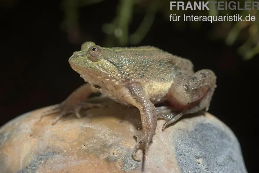 Schwimmfrosch, Occidozyga lima