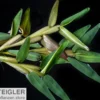 Schwimmgras, Hygroryza aristata, 250 ml Becher