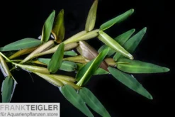 Schwimmgras, Hygroryza aristata, 250 ml Becher
