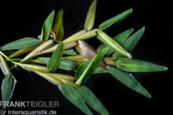 Schwimmgras, Hygroryza aristata, 250 ml Becher