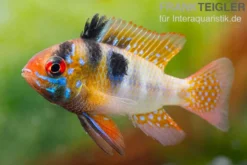 Südamerikanischer Schmetterlingsbuntbarsch XL, Mikrogeophagus ramirezi