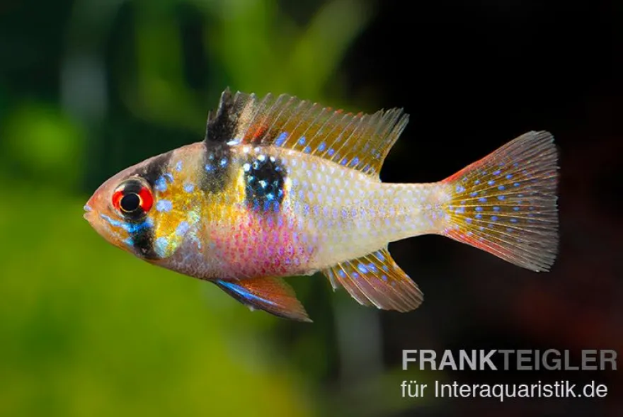 Südamerikanischer Schmetterlingsbuntbarsch XL, Mikrogeophagus ramirezi