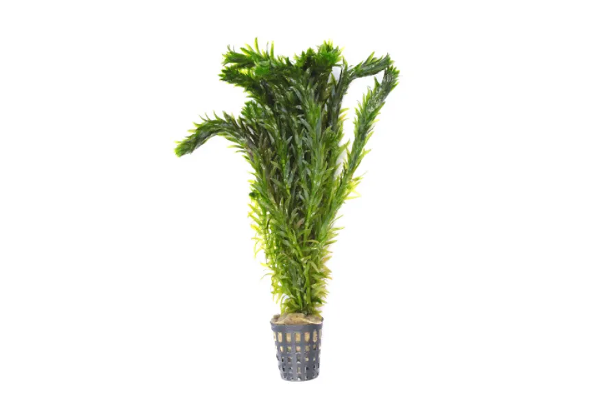 Südamerikanische Wasserpest, Egeria densa "Spezial", im Topf