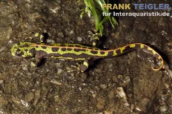 Südiberischer Rippenmolch, Triturus pygmaeus