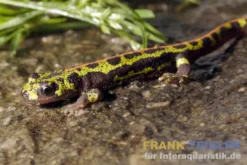 Südiberischer Rippenmolch, Triturus pygmaeus