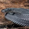 Südliche Feilennatter, Mehelya capensis