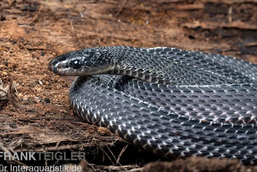 Südliche Feilennatter, Mehelya capensis