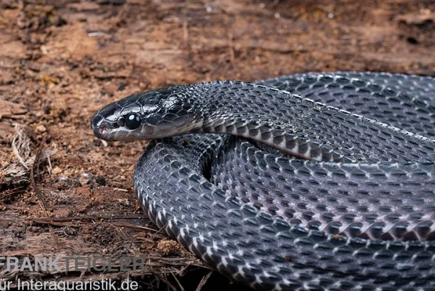 Südliche Feilennatter, Mehelya capensis