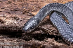 Südliche Feilennatter, Mehelya capensis