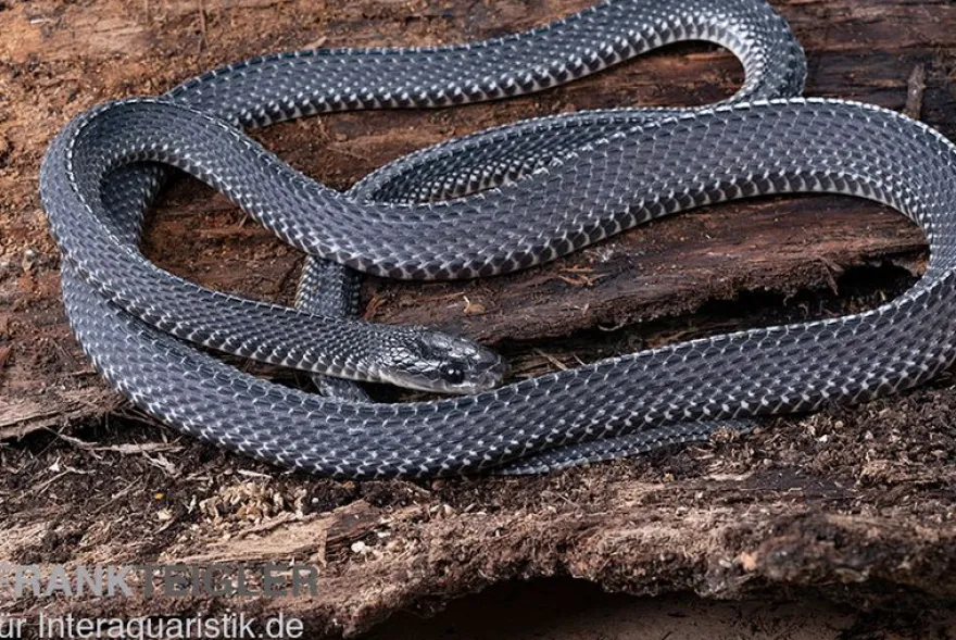 Südliche Feilennatter, Mehelya capensis