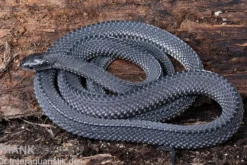 Südliche Feilennatter, Mehelya capensis