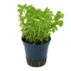 Südliches Fettblatt, Bacopa australis, im Topf