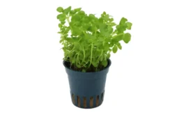 Südliches Fettblatt, Bacopa australis, im Topf