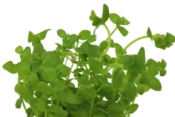 Südliches Fettblatt, Bacopa australis, im Topf