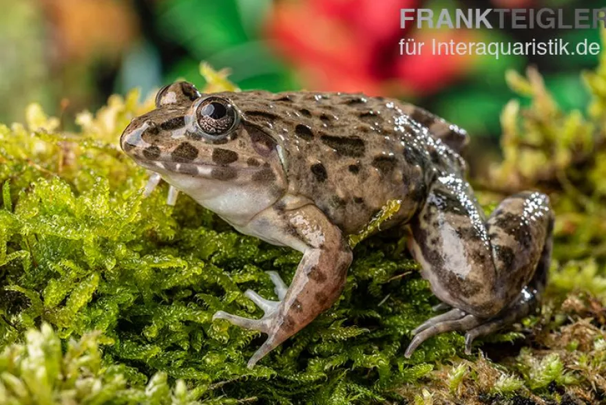 Südostasiatischer Reisfrosch, Fejervarya limnocharis