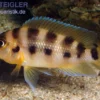 Sechsstreifen-Lamprologus, Neolamprologus sexfasciatus gold, DNZ