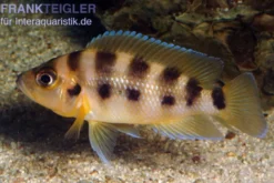 Sechsstreifen-Lamprologus, Neolamprologus sexfasciatus gold, DNZ