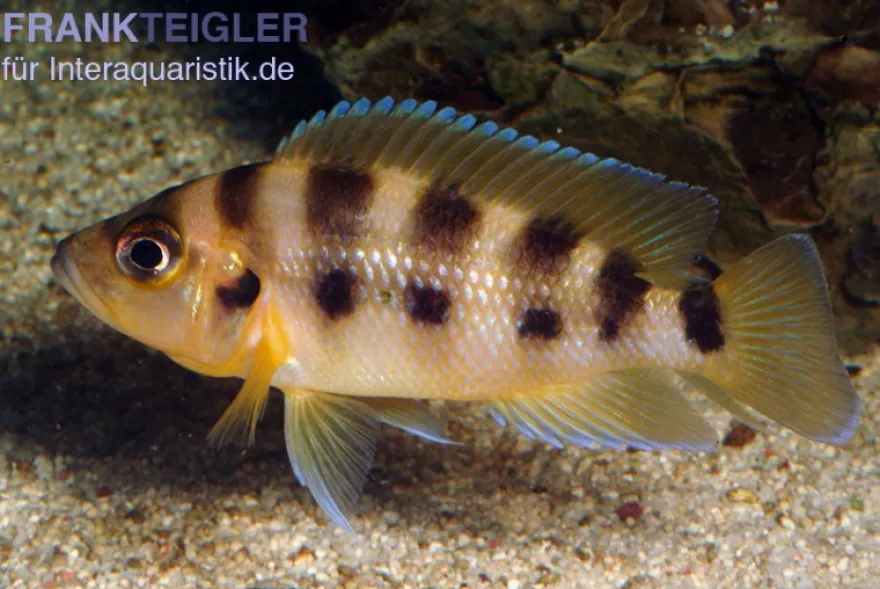 Sechsstreifen-Lamprologus, Neolamprologus sexfasciatus gold, DNZ