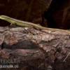 Sechsstreifen-Langschwanzeidechse, Takydromus sexlineatus
