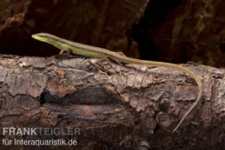 Sechsstreifen-Langschwanzeidechse, Takydromus sexlineatus