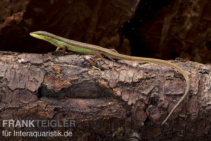 Sechsstreifen-Langschwanzeidechse, Takydromus sexlineatus