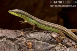 Sechsstreifen-Langschwanzeidechse, Takydromus sexlineatus