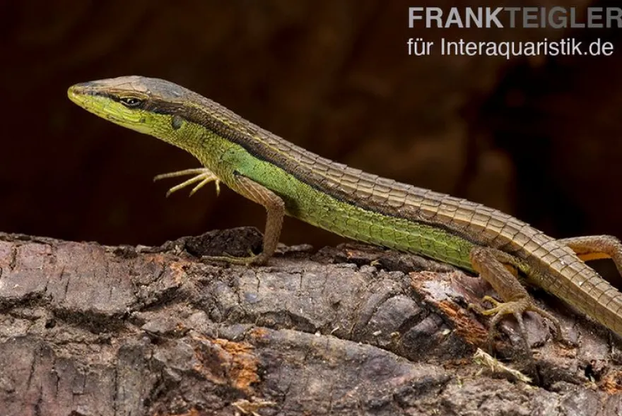 Sechsstreifen-Langschwanzeidechse, Takydromus sexlineatus