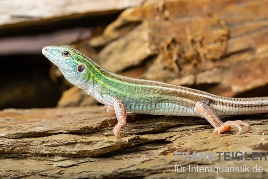 Sechsstreifen-Rennechse, Aspidoscelis sexlineatus