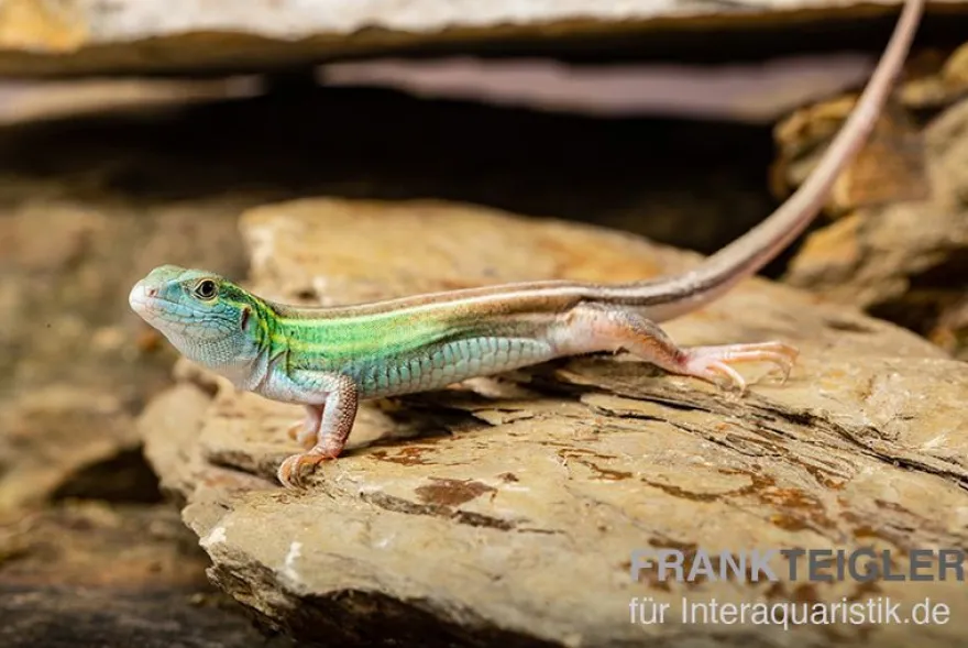 Sechsstreifen-Rennechse, Aspidoscelis sexlineatus
