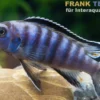 Sechsstreifen-Tilapia, Cynotilapia afra
