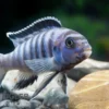 Sechsstreifen-Tilapia, Cynotilapia afra "Jalo Reef", 4-5 cm DNZ