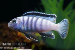 Sechsstreifen-Tilapia, Cynotilapia afra