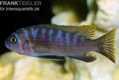 Sechsstreifen-Tilapia, Cynotilapia afra